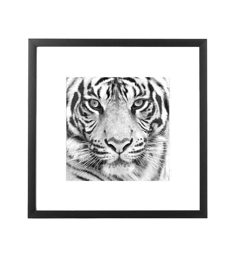 Framed picture on the wall tiger