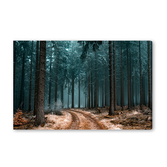 Obraz na stěnu Příroda - Les No.277