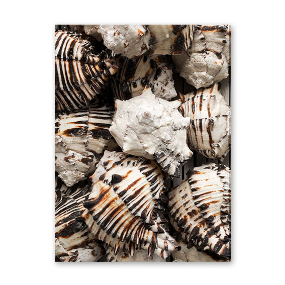 Obraz na zeď Shells No.352