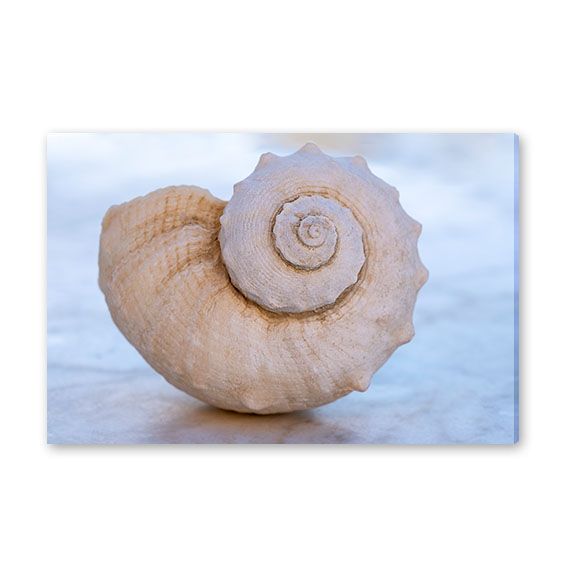 Obraz na stěnu Shell No.353